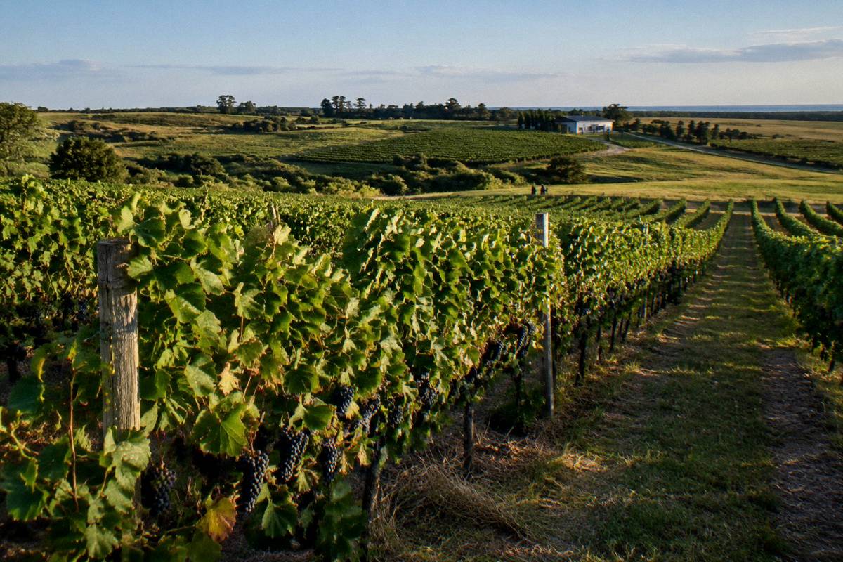 Tannat vines in the Canelones wine country outside Montevideo