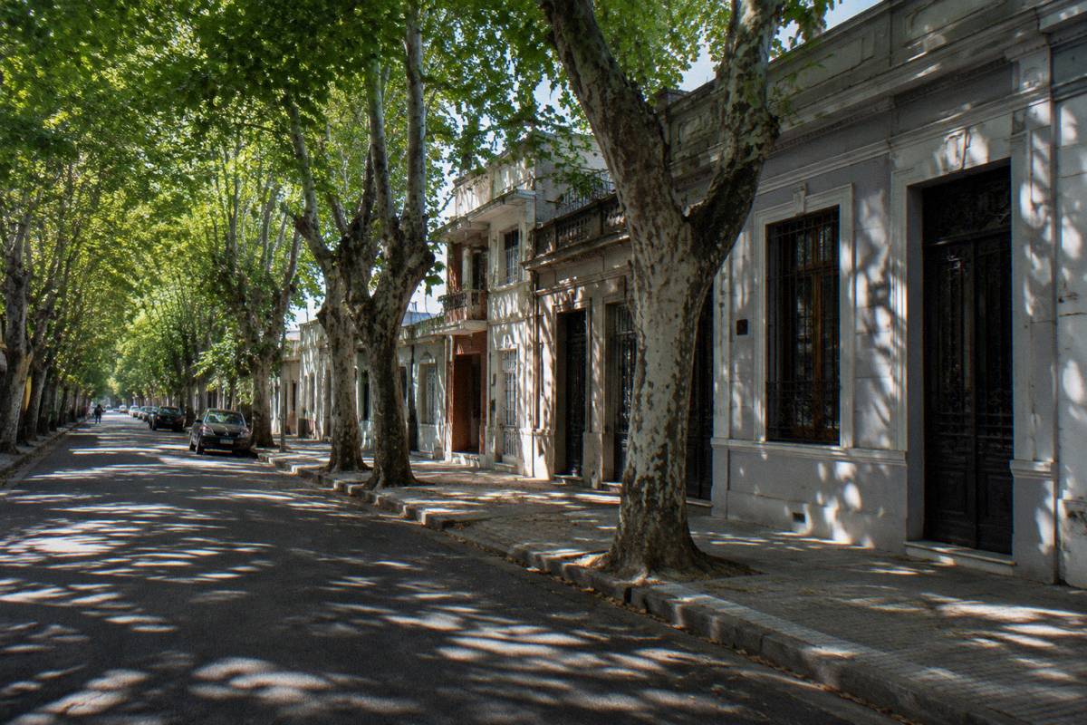 A tree-lined street in Cordón