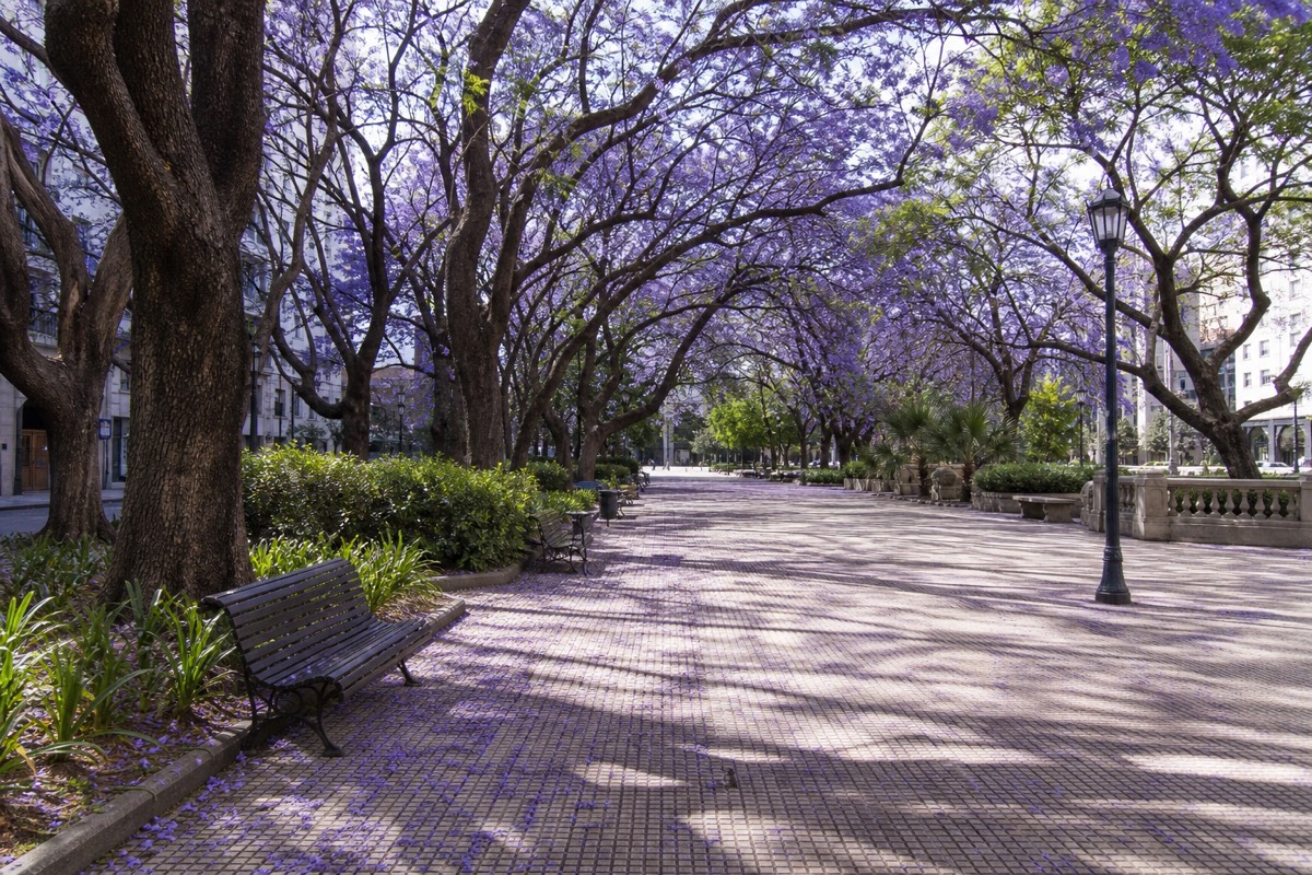 A quiet, shaded plaza in central Montevideo
