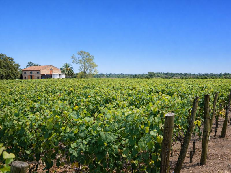 Montevideo Winery Tour: Viña Varela Zarranz Tastings & Cellar